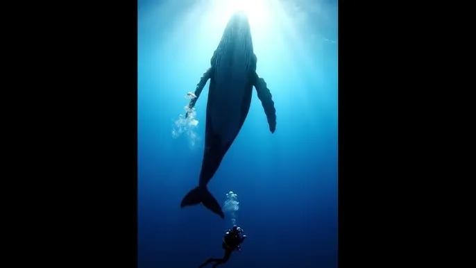 主妇也要拼 电视剧 - 深蓝星球：探索海洋深处的未知世界